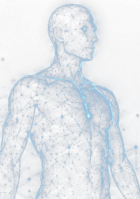 Wireframe human body